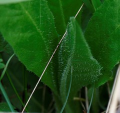 Picris japonica kamtschatica