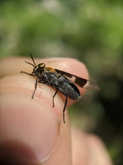 Chrysops cincticornis