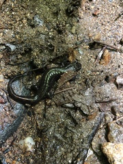 Desmognathus planiceps