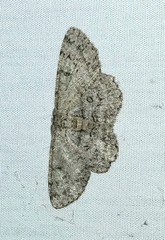 Hypomecis umbrosaria