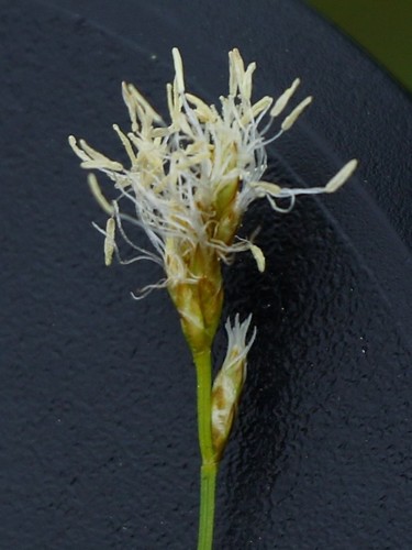 Carex pallida iNat (1)