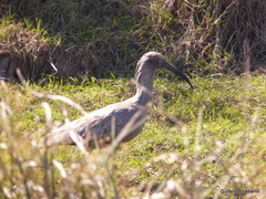 Theristicus caerulescens