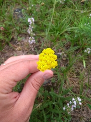 Achillea tomentosa