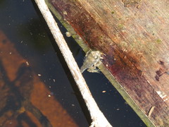 Anura