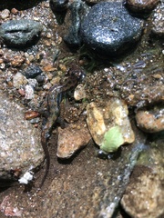 Desmognathus planiceps