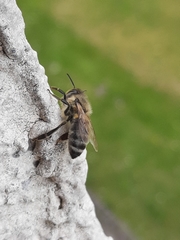 Apis mellifera