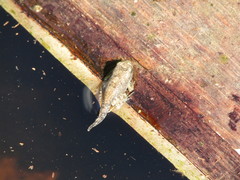 Anura