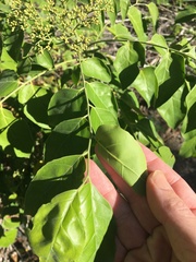 Micromelum minutum