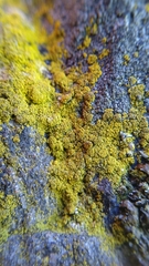 Candelariella coralliza