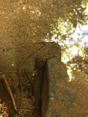 Desmognathus planiceps