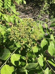 Micromelum minutum