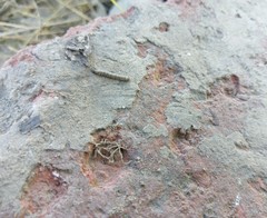 Lepidoptera