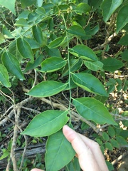 Micromelum minutum