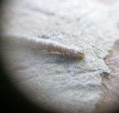 Lepidoptera
