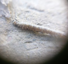 Lepidoptera