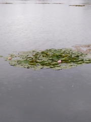 Nymphaea alba