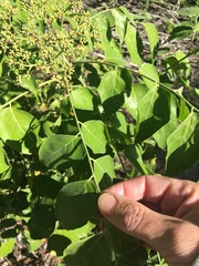 Micromelum minutum