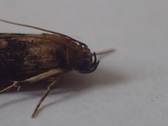 Euzophera pinguis