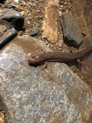 Desmognathus planiceps