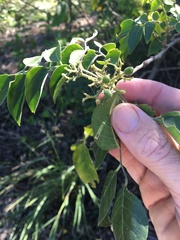 Micromelum minutum