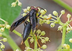 Polistes erythrocephalus
