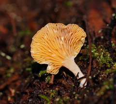Panellus ligulatus