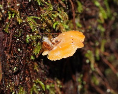 Panellus ligulatus