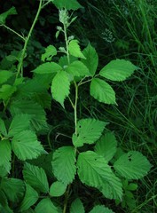 Rubus lindleianus