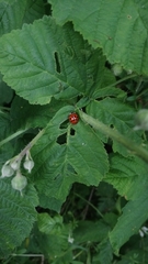 Harmonia axyridis