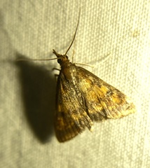 Pyrausta acrionalis