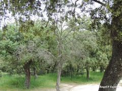 Quercus rotundifolia