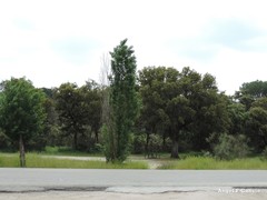 Quercus rotundifolia