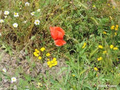 Papaver rhoeas