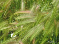 Hordeum murinum leporinum