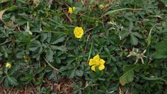 Potentilla erecta