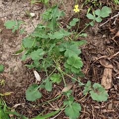 Brassica juncea