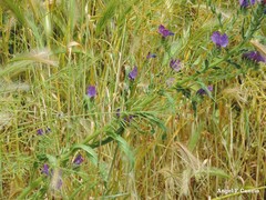 Hordeum murinum leporinum