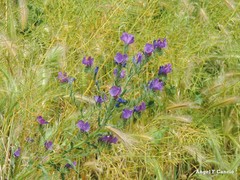 Echium plantagineum