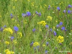 Anchusa azurea