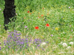 Echium plantagineum