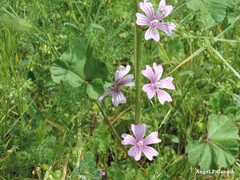 Malva sylvestris