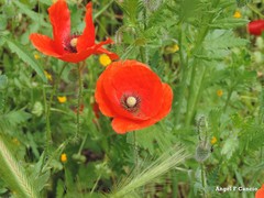 Papaver rhoeas