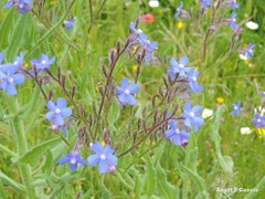 Anchusa azurea