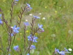 Anchusa azurea