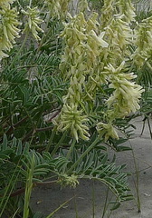 Astragalus racemosus