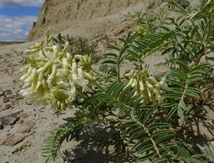 Astragalus racemosus