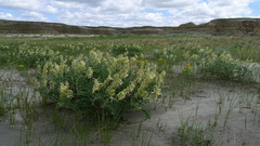 Astragalus racemosus