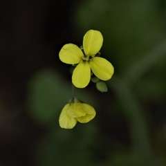 Brassica juncea