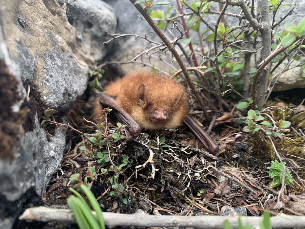 Greater Tube-Nosed Bat