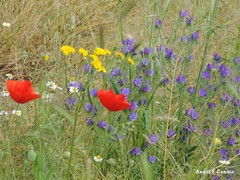 Hordeum murinum leporinum